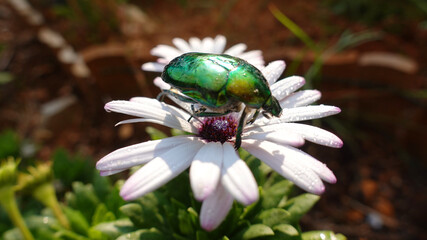 Close up macro photo of green metallic beetle bug with wings sitting on top of colourful daisy flower after the rain