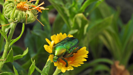 Close up macro photo of green metallic beetle bug with wings sitting on top of colourful daisy flower after the rain