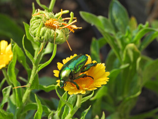 Close up macro photo of green metallic beetle bug with wings sitting on top of colourful daisy flower after the rain