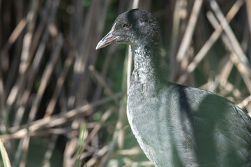 Young coot sits at the water's edge in the reeds, on a beautiful summer morning, in a protected nature reserve, breeding area, Volgermeerpolder, Amsterdam, The Netherlands