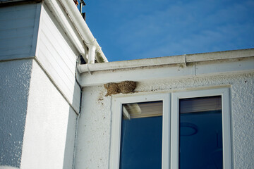 A bird's nest made of mud and attached to the wall of a house 