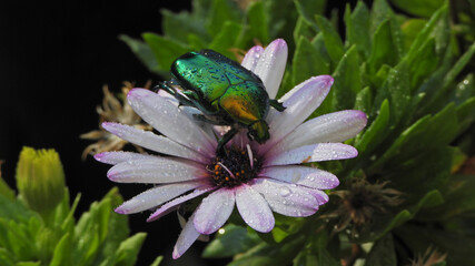 Close up macro photo of green metallic beetle bug with wings sitting on top of colourful daisy flower after the rain