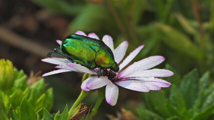 Close up macro photo of green metallic beetle bug with wings sitting on top of colourful daisy flower after the rain
