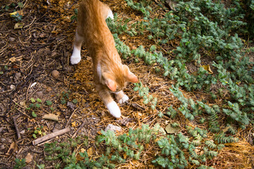 Young beautiful ginger cat playing in the garden