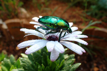 Close up macro photo of green metallic beetle bug with wings sitting on top of colourful daisy flower after the rain