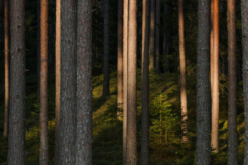 Summery lush Pine grove boreal forest in the evening in Estonian wild nature, Northern Europe.

