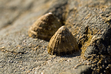 A limpet clings to a rock at the beach at Cornwall