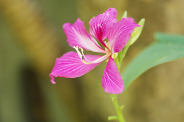 Bauhinia purpurea flower on tree