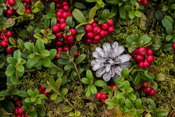 Ripe Lingonberries, Vaccinium vitis-idaea, as northern delicacy in an old pine forest in Estonian...