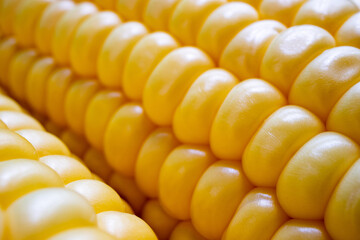 Texture of sweet corn grains. Fresh corn on cobs. Macro of corn background