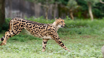 草むらを歩くキングチーター