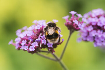 A been shot close up on verbena