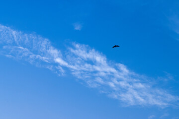 Bird fly with sky and cloud. animal nature wallpaper. silhouette of bird fly.