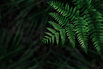 Fototapeta na wymiar Dark green fern leaves background