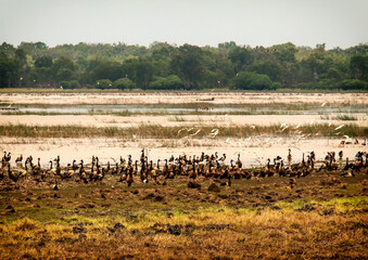 Ducks in the middle of Kakadu's wetland. © atosan