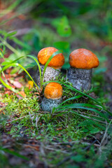 Leccinum aurantiacum - edible mushroom. Fungus in the natural environment. red-capped scaber stalk ( Lectinum). Summer mushroom picking. Selective focus. Mushrooms in the forest