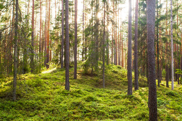 Beautiful summery sunny lsuh boreal coniferous pine forest in Estonian nature, Northern Europe. 