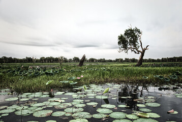 Wild nature near Kakadu National Park, Australia © atosan
