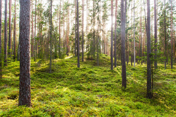 Beautiful summery sunny lsuh boreal coniferous pine forest in Estonian nature, Northern Europe. 