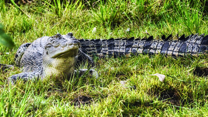 Salt water crocodile, Kakadu National Park, Northern Territory, Australia