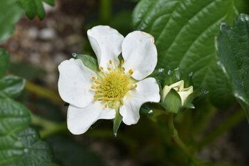 苺の花