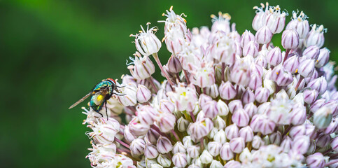 A green bottle fly (Lucilia). Family blow flies, Calliphoridae. On white flowers of wild garlic...