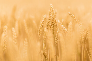 Beautiful, golden wheat.