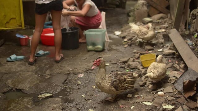 A couple of domestic ducks near a pile of rubble while a lady washes her clothes at a slum area in Manila.