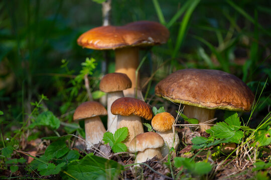 The family of Beautiful mushrooms boletus edulis in an amazing background of green grass in the sunlight. Vegetarian food. Fresh collection of porcini mushrooms. Selective focus