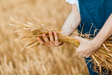 Bunch of wheat ears which are held by a farmer which is standing in the middle o a wheat field.