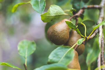 Pear Tree - Ireland