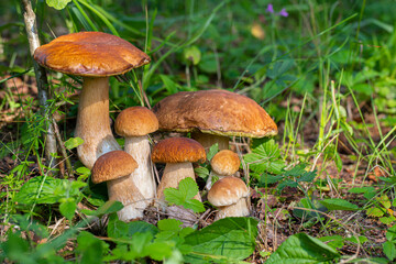 The family of Beautiful mushrooms boletus White mushroom, boletus in the forest.Boletus edulis in wild nature. Leccinum edule. Dictyopus edulis. Bolete on the ground.Porcini. Moss and cones