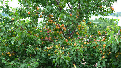 crown of a tree with ripe apricots