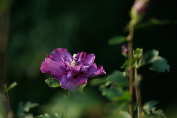 Double-petal, Light Pink Flower of Rose of Sharon in Full Bloom
