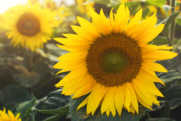 Obraz premium close-up yellow flower, sunflower field in sunset, agriculture concept, banner copy space