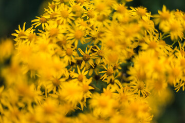 yellow flowers in the garden