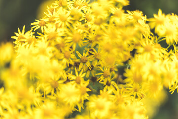 yellow dandelions in the garden
