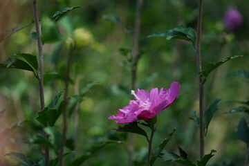 Double-petal, Light Pink Flower of Rose of Sharon in Full Bloom
