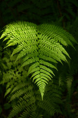 Naklejka na ściany i meble A fern leaf in sunlight