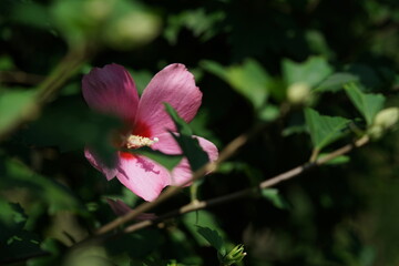 Light Pink Flower of Rose of Sharon in Full Bloom
