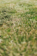 green grass background