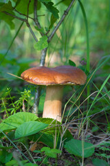 Beautiful mushroom boletus edulis in an amazing green grass Amazing old magic background of forest mushrooms. Fresh collection of porcini mushrooms. Vegetarian food.