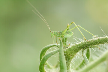 Grasshopper