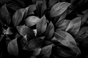 closeup nature view of monochrome leaf in garden, dark tone nature background, tropical leaf