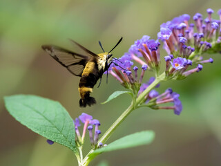 Black and yellow sphinx moth with black wings also known as a hu