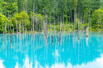 日本，北海道，美瑛，青い池