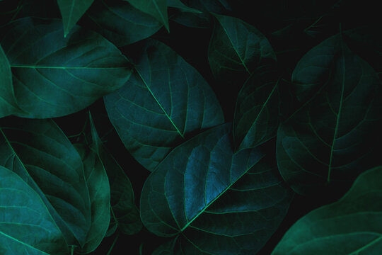 closeup nature view of green leaf in garden, dark tone nature background, tropical leaf © Nabodin