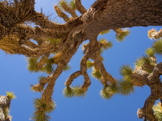 Joshua Tree im Joshua Tree National Park, Kalifornien, USA