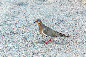 Weißflügeltaube (Zenaida asiatica) am Colorado River, Kalifornien, USA