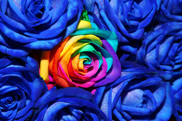 Fototapeta na wymiar background of creative blue roses